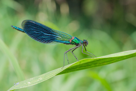 calopteryx 芨