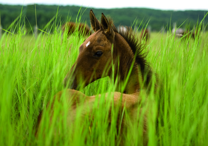 在绿草中马驹