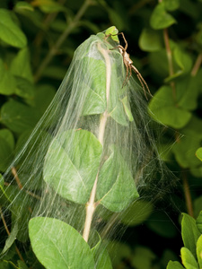 苗圃蜘蛛和它的巢