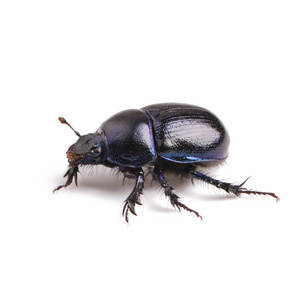 蜣螂圣甲虫甲虫幸运黑甲虫虫害控制害虫 woodbeetle