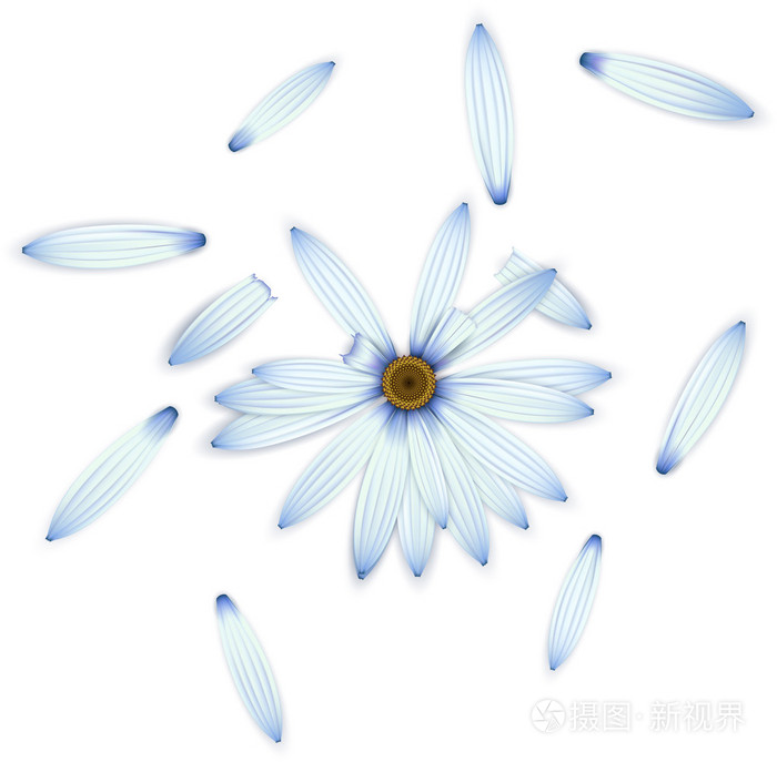 白底蓝色雏菊花 猜测的概念插画 正版商用图片0bat7z 摄图新视界 白底蓝色雏菊花 猜测的概念插画 正版商用图片0bat7z 摄图新视界