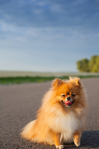 博美犬的道路上