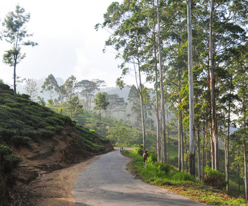 美丽的山道路通过茶屋