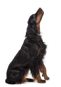 gordon setter，1 岁坐，看着白色背景的侧视图