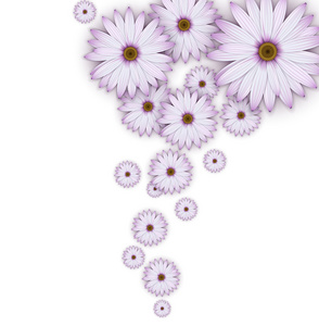 紫色雏菊花的领域