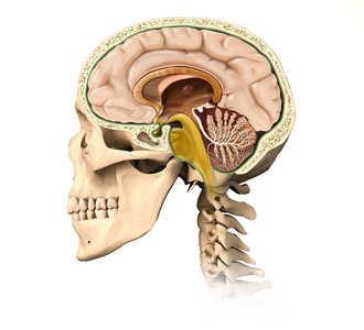人类头骨剖面图，与所有的大脑的详细信息，年年中矢状侧 v
