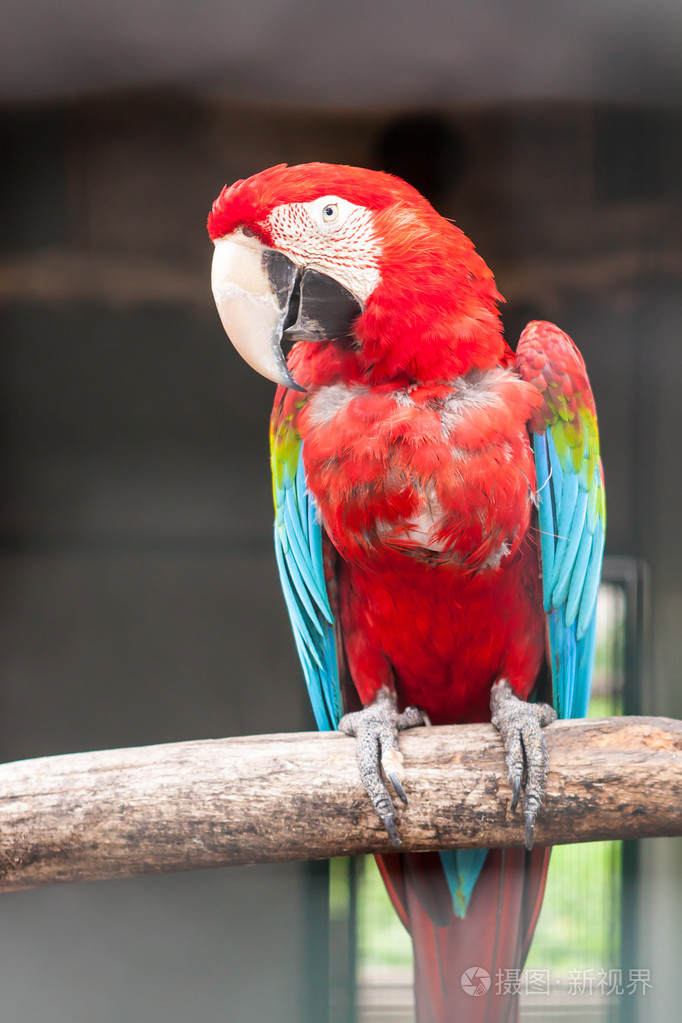 多彩绿翼金刚鹦鹉