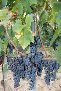 波尔多梅多克在收割前的成熟葡萄束