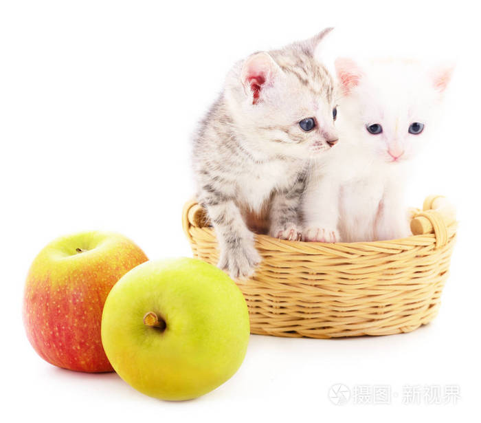 两只小猫和两个苹果在白色背景上