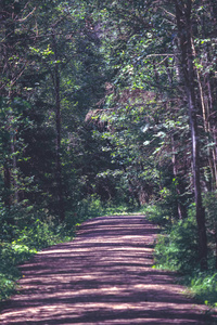 乡村森林与树木的夏季简单的乡村砾石路