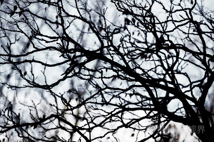 抽象 hoto 的一些冬天的树枝