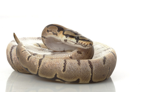 蜘蛛 woma 球 python