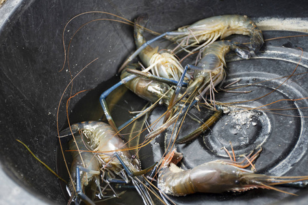 新鲜虾或虾在塑料盆等待烹饪烤在火炉复古泰式在户外在暖武里, 泰国