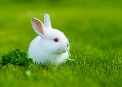 有趣的婴儿白兔子吃草三叶草