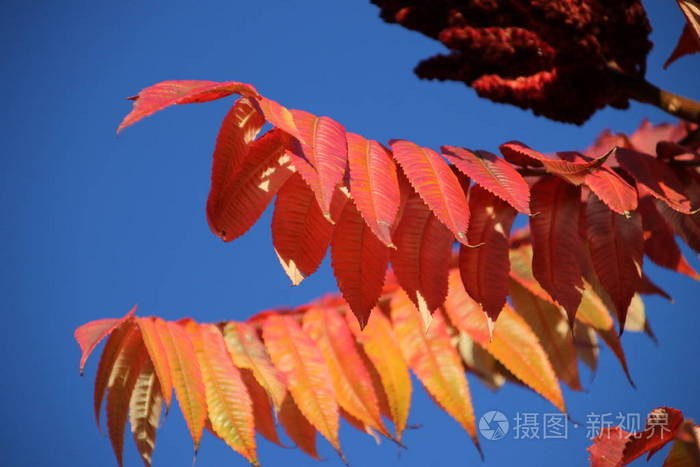 在秋季的红色, 橙色和褐色叶在太阳在佳的树艾瑟尔, 荷兰