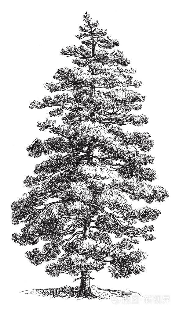 一种松树是科西嘉的本地人或居民复古线条绘画或雕刻插图