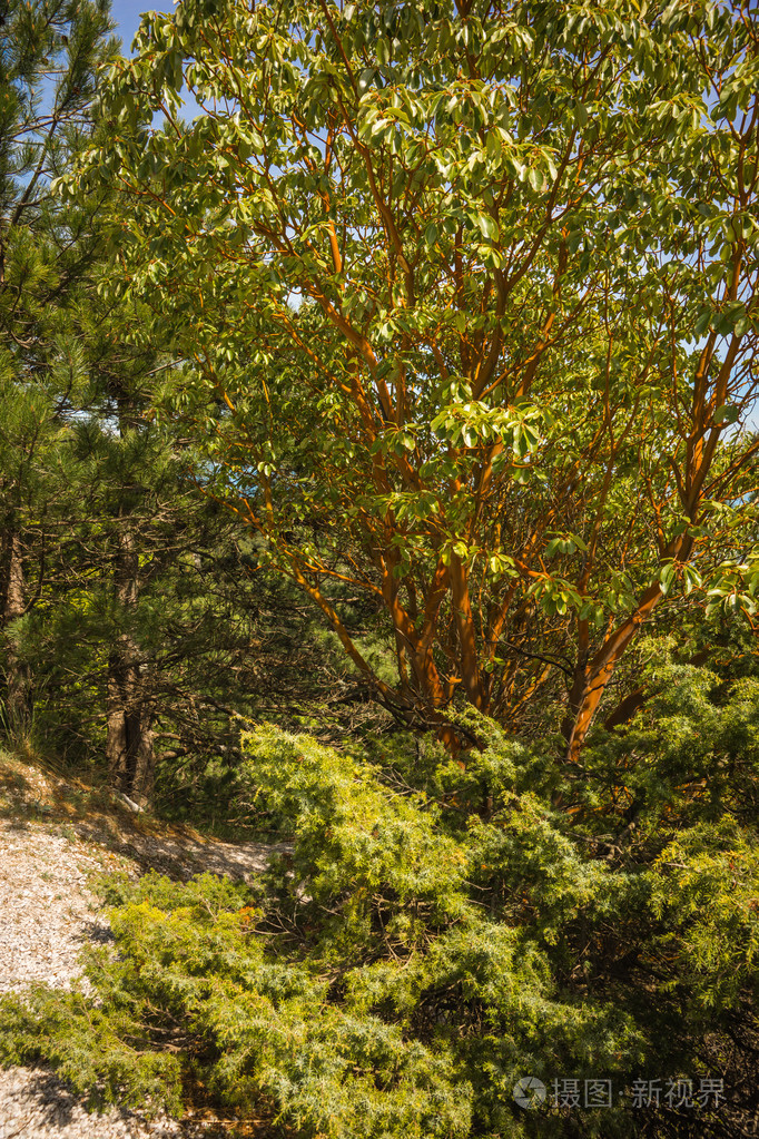 奥林巴斯山上的春树