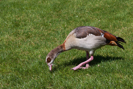 一只埃及鹅在阳光下漫步于春天的草地上寻找小吃