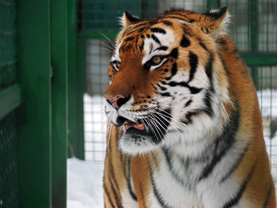 雪地肖像中的老虎橙色猎人