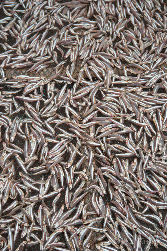 浊度的干燥对露天的小鳀鱼