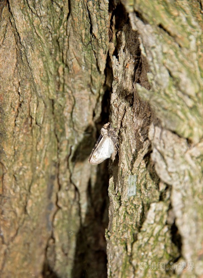 刺槐树的树干上的飞蛾