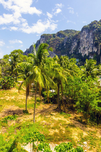 泰国风景。在山的背景上的棕榈树