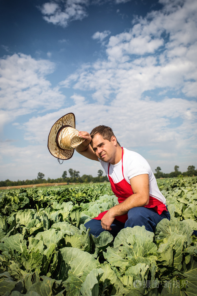 农夫在白菜字段