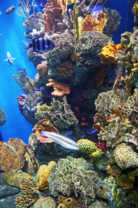 水族馆 → 大井海滨与海底生活照片