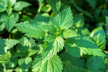 草药荨麻。荨麻的愈合特性。治疗草药。民间。替代医学。植物与燃烧的叶子。森林植物