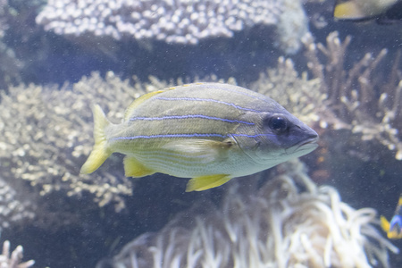 在埃拉特水族馆红海鱼图片