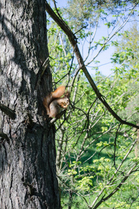 松鼠在树上吃面包