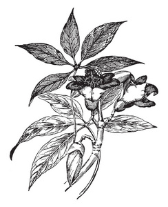 画中花图片