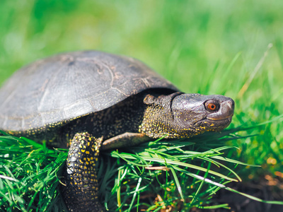 海龟走在绿草上
