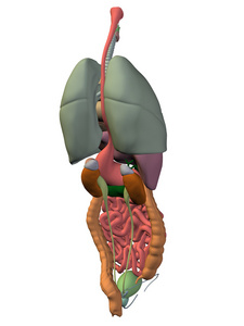 胸腔器官的解剖结构设计