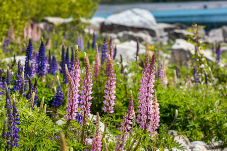 巍峨的大山，与 llupins 盛开，奥克兰，新西兰