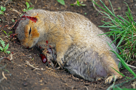 一只死松鼠在地上照片