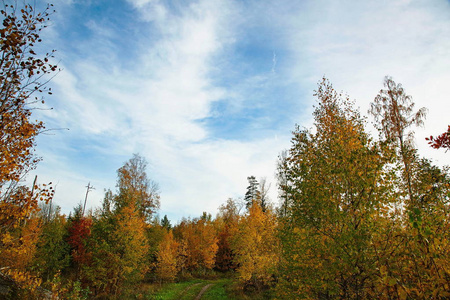 华丽的秋天五颜六色的自然风景景观。美丽的自然背景。蓝天背景下的绿黄树和草地