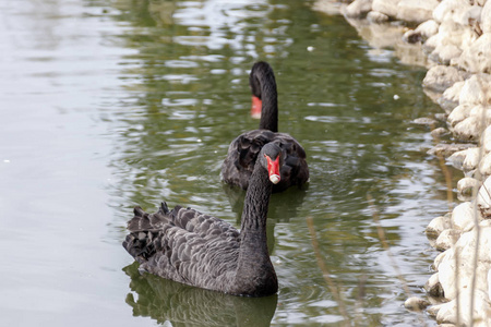 一双黑天鹅在池塘里游泳