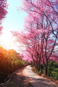 樱花通路在清迈，泰国