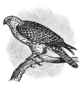 海东青是最大规模的猎鹰物种, 复古线条画或雕刻例证的鸟猎物