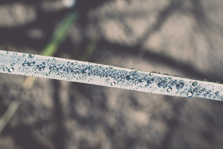 在清晨的阳光在海滩复古，雨滴草六