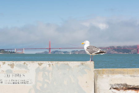海鸥和桥，旧金山