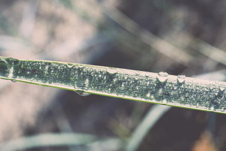 在清晨的阳光在海滩复古，雨滴草六