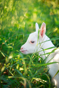 goatling 的小狗