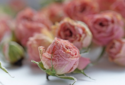 在桌子上的绿色萼片的小粉红色玫瑰花干芽