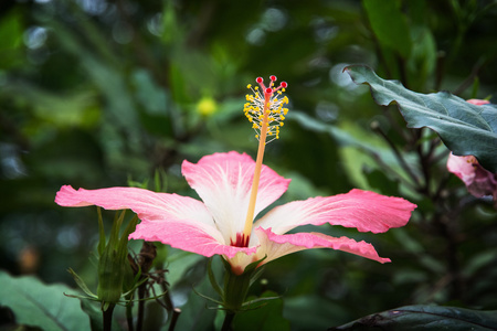 宏张芙蓉花的照片