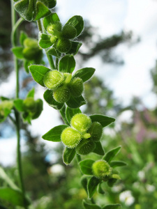 再生种子肺草Pulmonaria