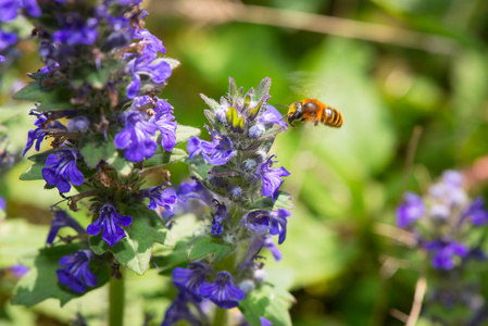 蜜蜂采集花粉从一朵蓝色的花的飞行