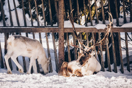 在雪冬季的一个农场的驯鹿。芬兰拉普兰
