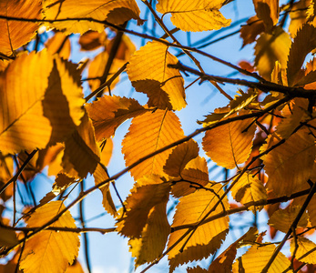橘色树叶的秋叶与蓝天背景